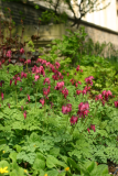 Dicentra 'King of Hearts' RCP5-06 096.jpg